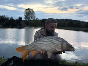 Common Carp