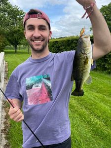 Largemouth Bass