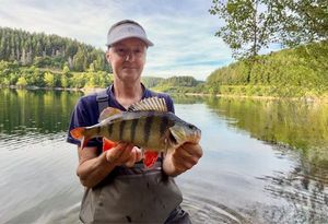 European Perch