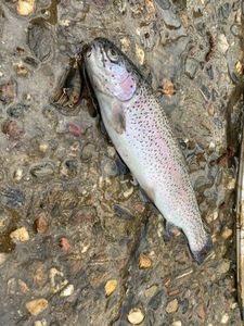 Rainbow Trout