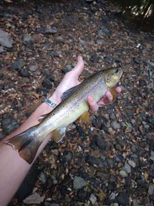 Brown Trout
