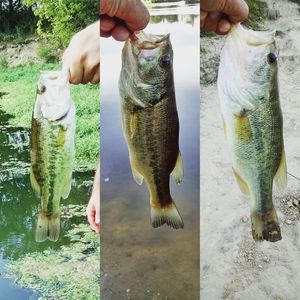Largemouth Bass