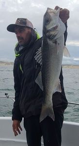 European Bass (Seabass)