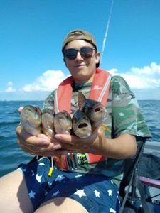 Yellow Perch