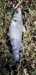 European Bass (Seabass)