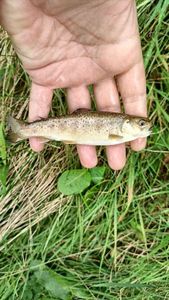 Brown Trout