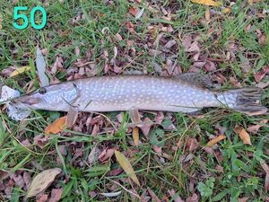 Northern Pike