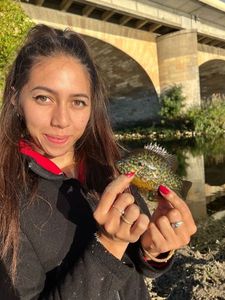 Green Sunfish