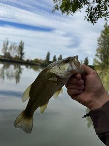 Smallmouth Bass