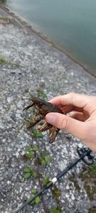 Danube Crayfish