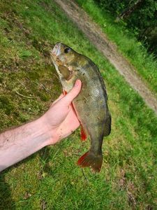 European Perch