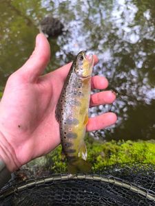 Brown Trout