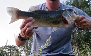 Largemouth Bass