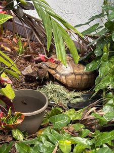 African Spur Tortoise