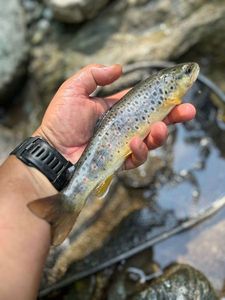 Brown Trout