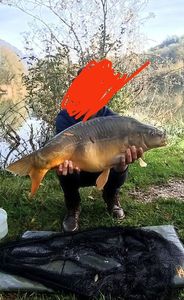 Mirror Carp