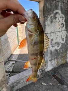 European Perch