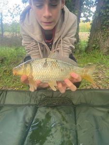 Common Carp