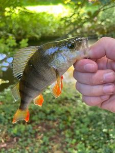European Perch