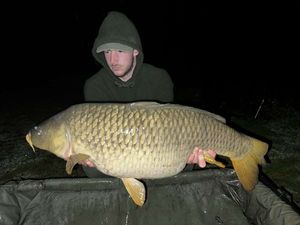 Common Carp