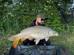 Common Carp