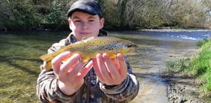 Brown Trout