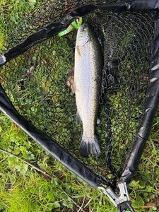 Rainbow Trout