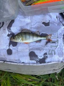 European Perch