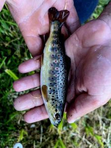 Brown Trout