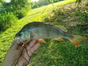European Perch
