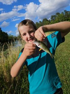 European Perch