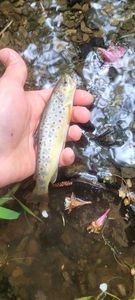 Brown Trout