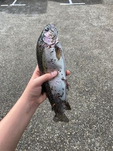 Rainbow Trout