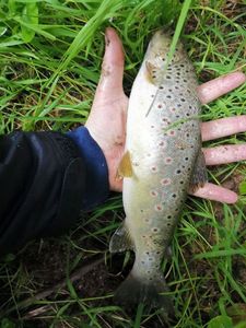Brown Trout