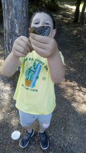 Green Sunfish