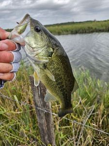 Largemouth Bass