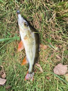 European Perch