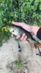 European Perch