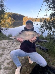 Common Bream