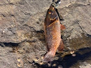Ballan Wrasse