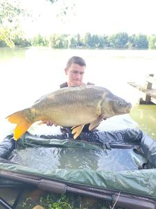 Mirror Carp