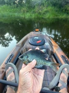 Bluegill