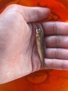 Common Minnow