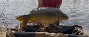 Leather Carp