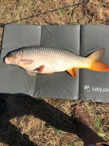 Common Carp
