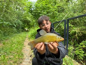 Tench