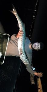 Great Barracuda