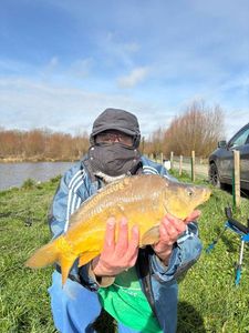 Common Carp