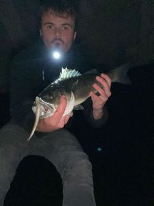 European Bass (Seabass)