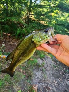 Largemouth Bass